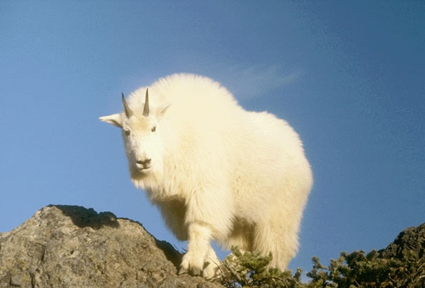 Mountain Goat 10