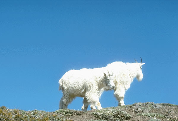 Mountain Goat 12