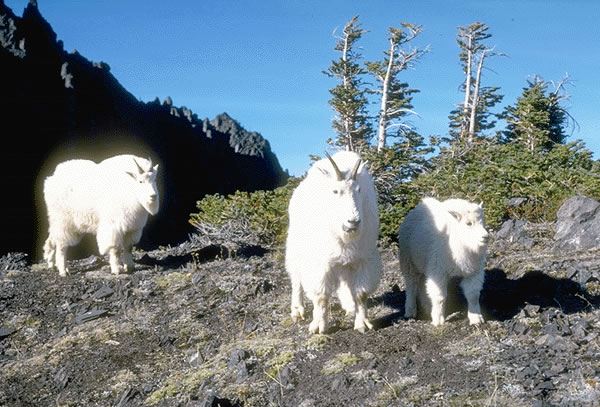 Mountain Goat 5