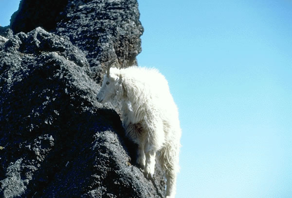 Mountain Goat 6