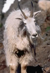 Goat 4